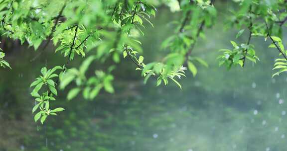 大雨雨水雨滴湖面波纹绿叶唯美意境