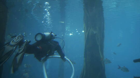 潜水员海洋饲养员视频素材模板下载