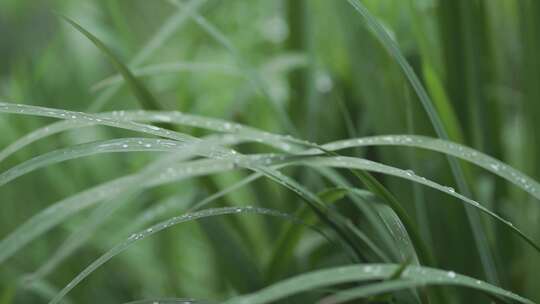 雨天绿色森林