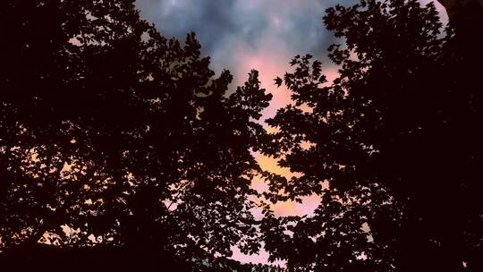 夕阳下的树木轮廓