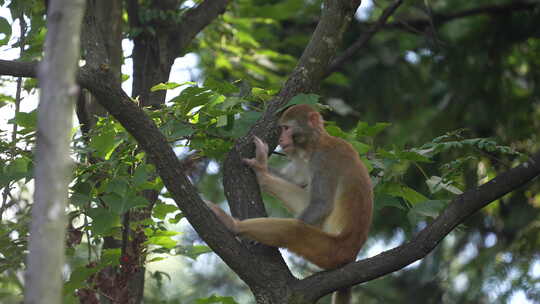 动物猴子树上