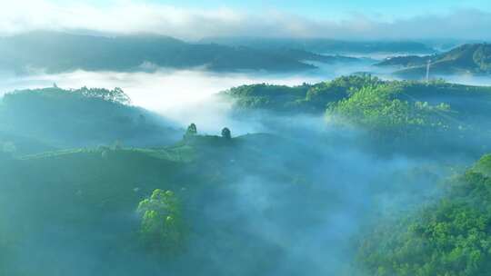 航拍云雾中的茶山