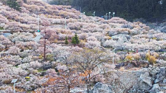 青岛樱花