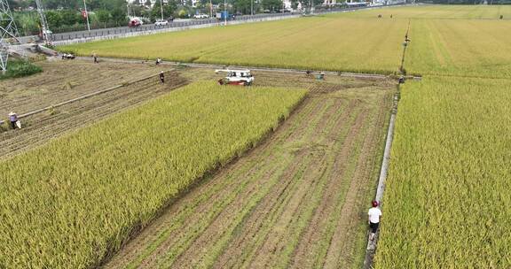 广东农业收割机割稻子丰收机械化生产