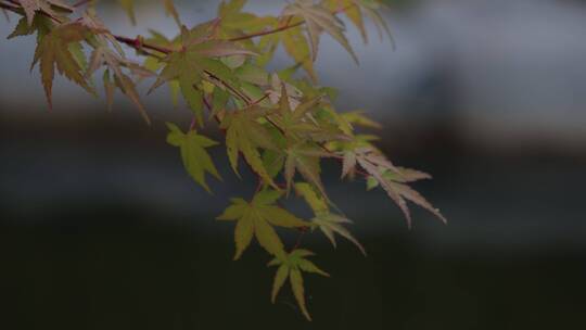 风中摇曳的枫叶