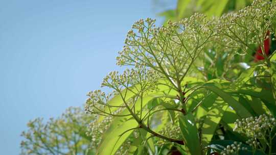 石楠花空镜春夏樱花