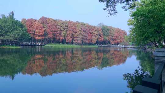 广州麓湖公园落羽杉山林湖景自然风光