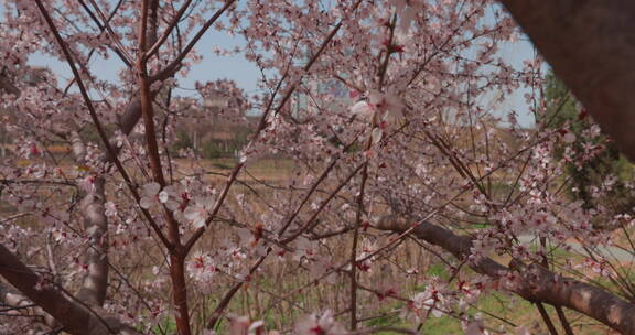 轨道前进拍摄一树盛开的樱花