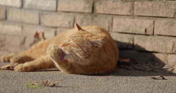 橘猫猫咪小猫在阳光下晒太阳休息