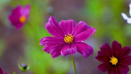 格桑花合集 格桑花海 野花盛开 格桑花升格