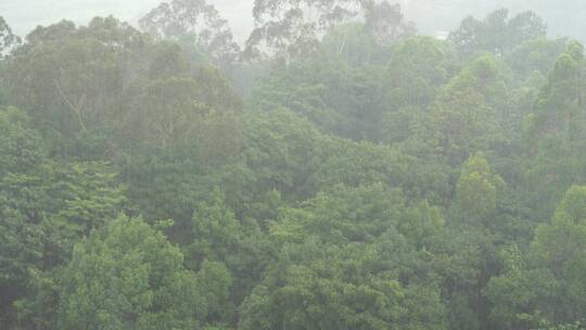 树林狂风暴雨风吹打树木森林下雨天