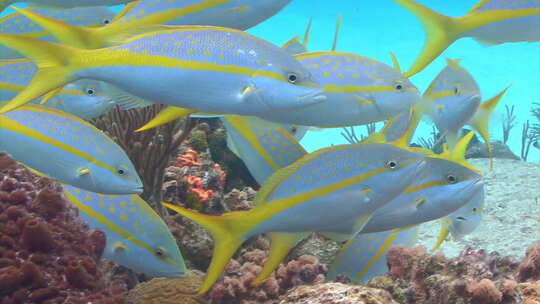 神奇海底世界小鱼群游动觅食