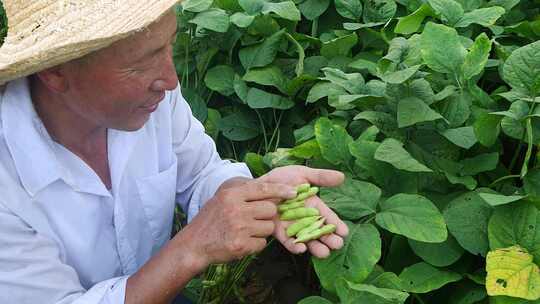 毛豆 毛豆采摘 丰收喜悦