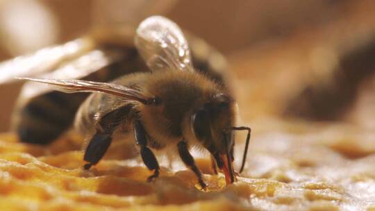 蜜蜂在蜂巢里