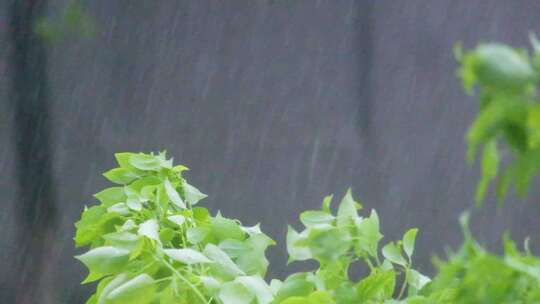 城市下暴雨下雨天雨水雨滴植物树叶子树木雨