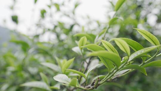 4K-古树春茶，春茶发芽，绿茶新芽