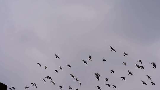 阴天鸽子仰拍天空一群鸽子飞过屋顶飞鸟飞行视频素材模板下载