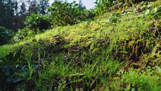 【正版素材】苔藓草地近景微距1551