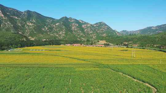 4K航拍向日葵花海    田野 农业种植