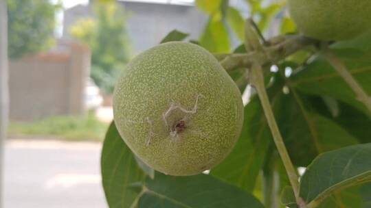 树枝上的核桃食物视频素材模板下载