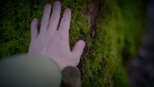 手触摸在长满青苔的树干上视频素材模板下载