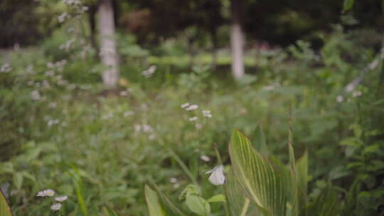 植物森林治愈雨水唯美意境清新自然