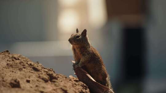 松鼠，毛茸茸的，动物，可爱