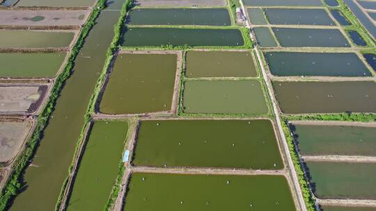 浙江绍兴上虞大型虾苗场,鱼苗场