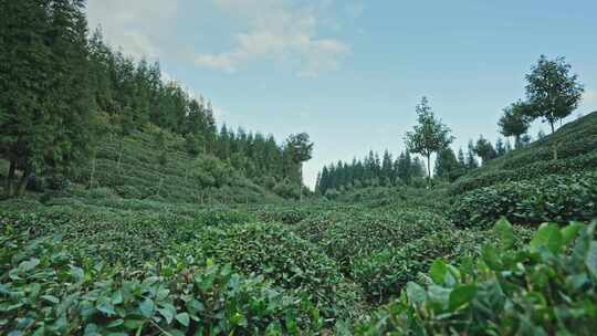 【正版素材】四川雅安荥经县茶园1053