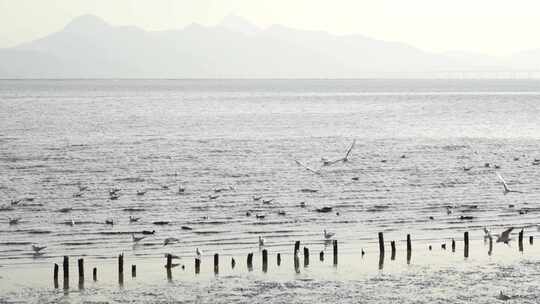 4K实拍深圳湾湿地公园海鸥候鸟栖息