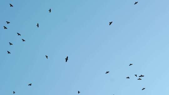 一群飞鸟在天空盘旋