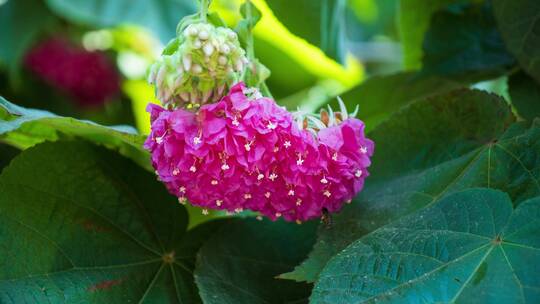 非洲芙蓉花