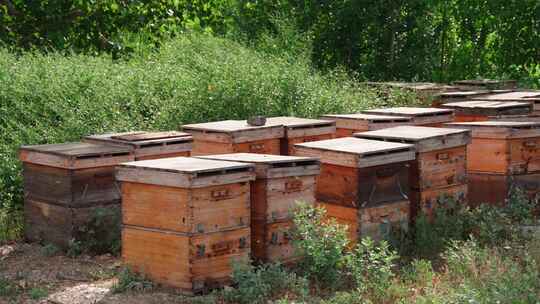蜜蜂蜂箱蜜蜂养殖