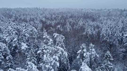 森林，松树，树木，雪