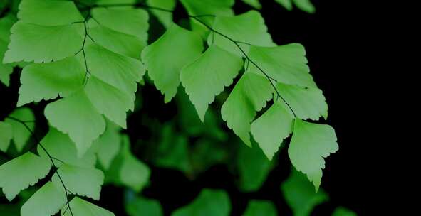 Maidenair Fern，植物，绿色