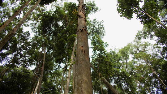 从热带树木的森林下面看高大的热带树木