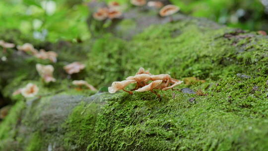 森林中枯木上的蘑菇视频素材模板下载