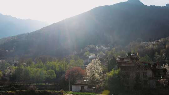 乡村风景丹巴藏寨梨花开