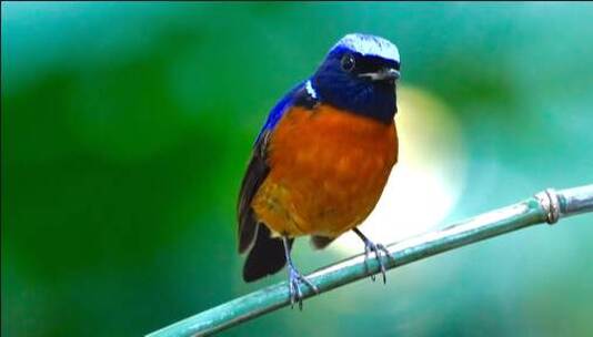橙色和蓝色羽毛小鸟