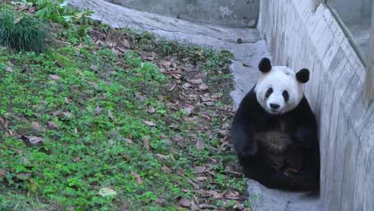 大熊猫翻滚视频合集