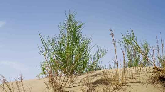 沙漠植物梭梭树