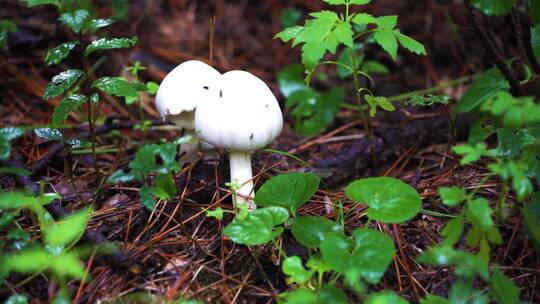 山里雨后的蘑菇