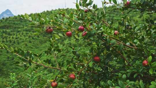 茶油果 油茶果 油茶种植