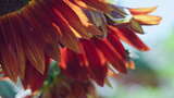 向日葵蜜蜂采蜜，红色向日葵盛开绽放高清在线视频素材下载