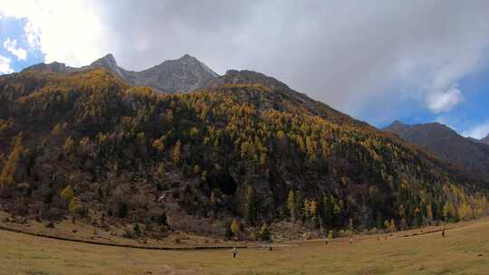 秋天四姑娘山长坪沟木骡风光