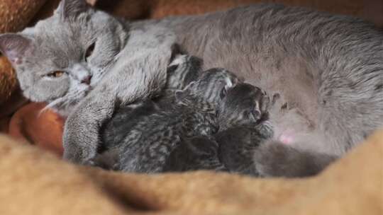 家养纯种苏格兰罢工猫喂养新生小猫视频素材模板下载