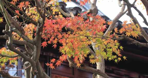 秋日暖阳古建筑局部唯美红枫红叶