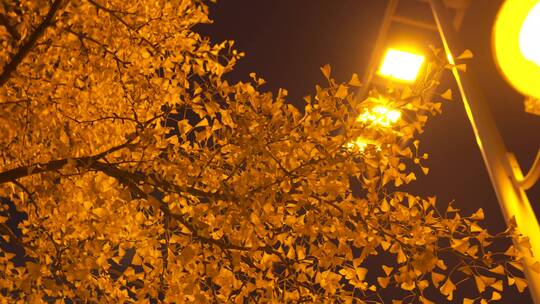 秋天夜晚路灯下的银杏树夜晚城市交通LOG视频素材模板下载