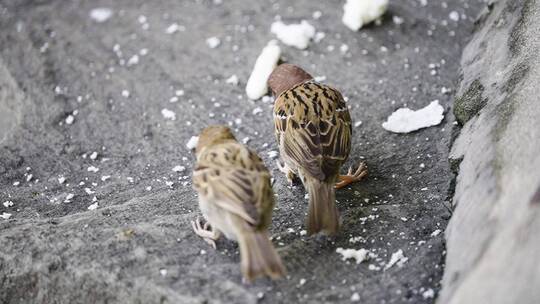 觅食的麻雀