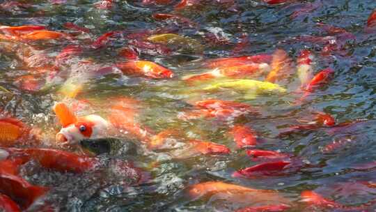 金鸡湖大群鲤鱼锦鲤观赏鱼鱼群视频素材模板下载